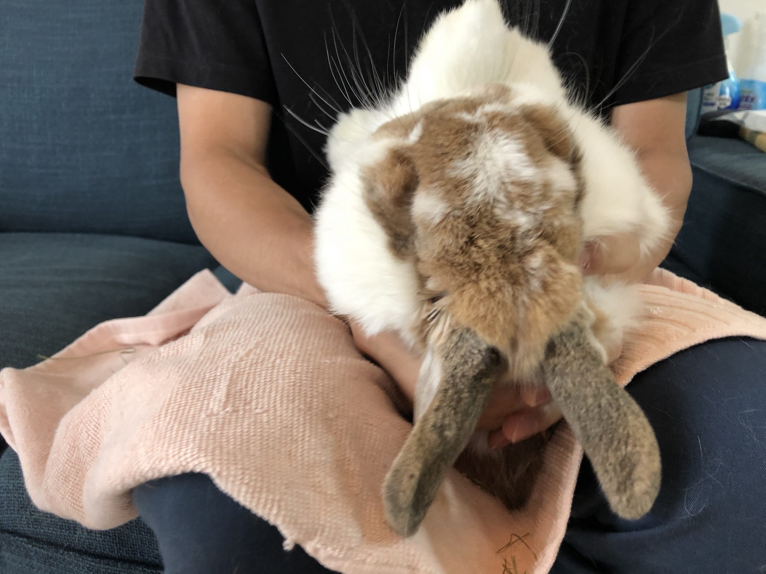 【うさぎ】抱っこの練習は大変です【ホーランドロップ】 YouTube うさぎの抱っこの仕方 上級編｜maulog