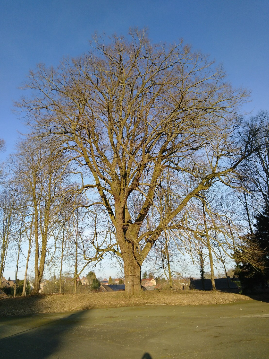 Quelles sont les arbres à croissance rapide ?