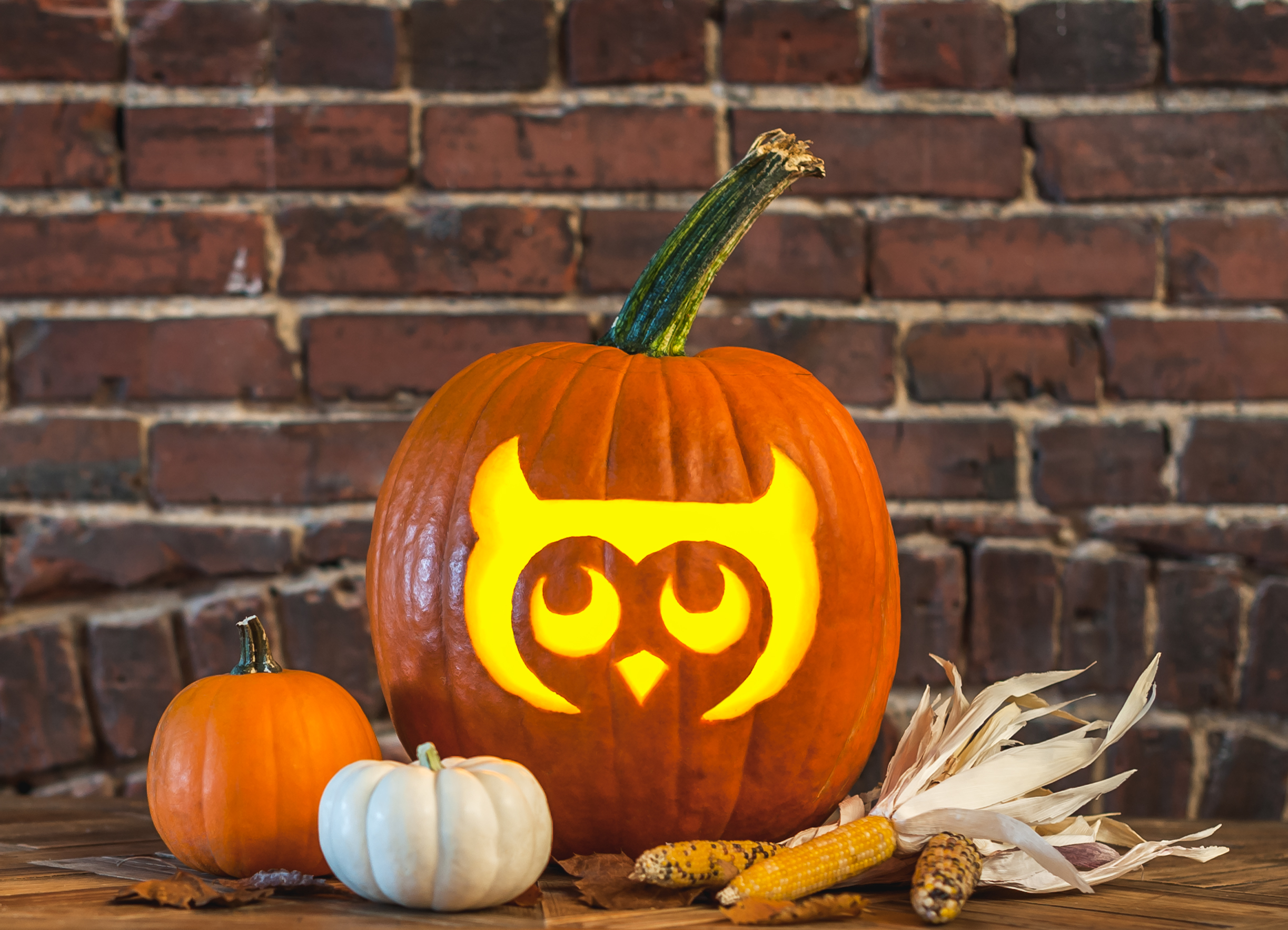 Owl Pumpkin Stencil