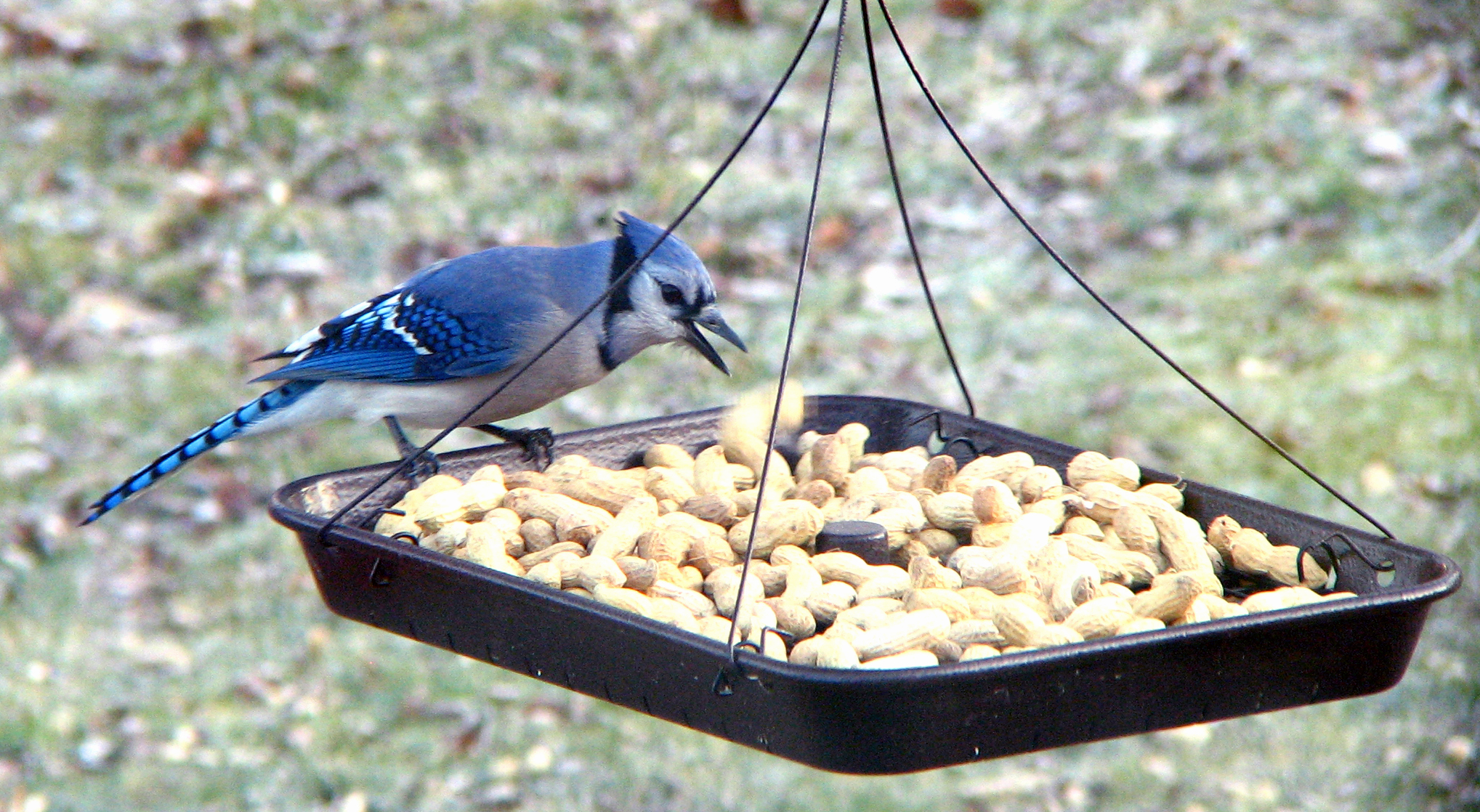 Open Mic Bird Feeding Standards To Live By Aba Blog