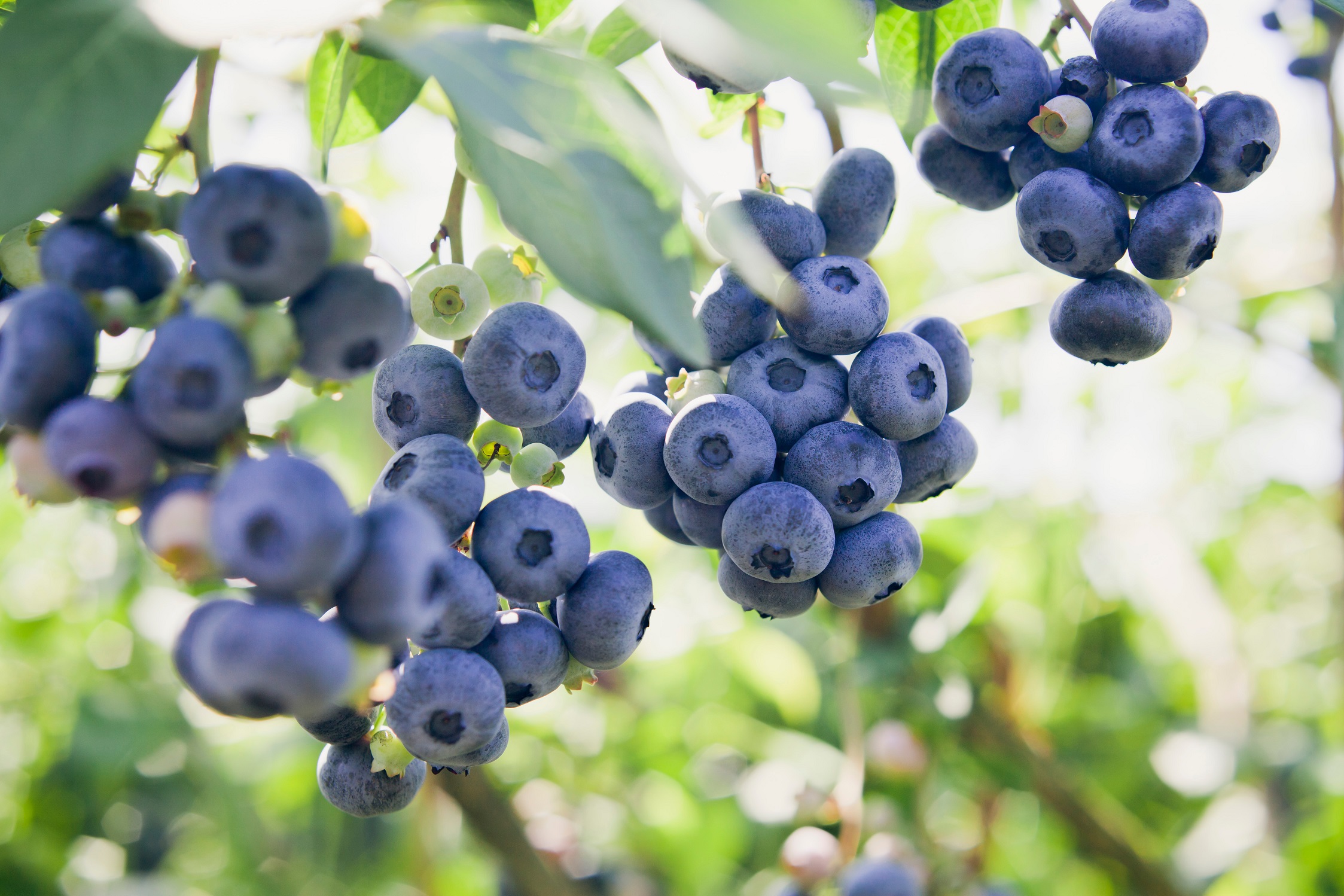 UAE’s First Blueberry Producer Elite Agro To Double Production Capacity