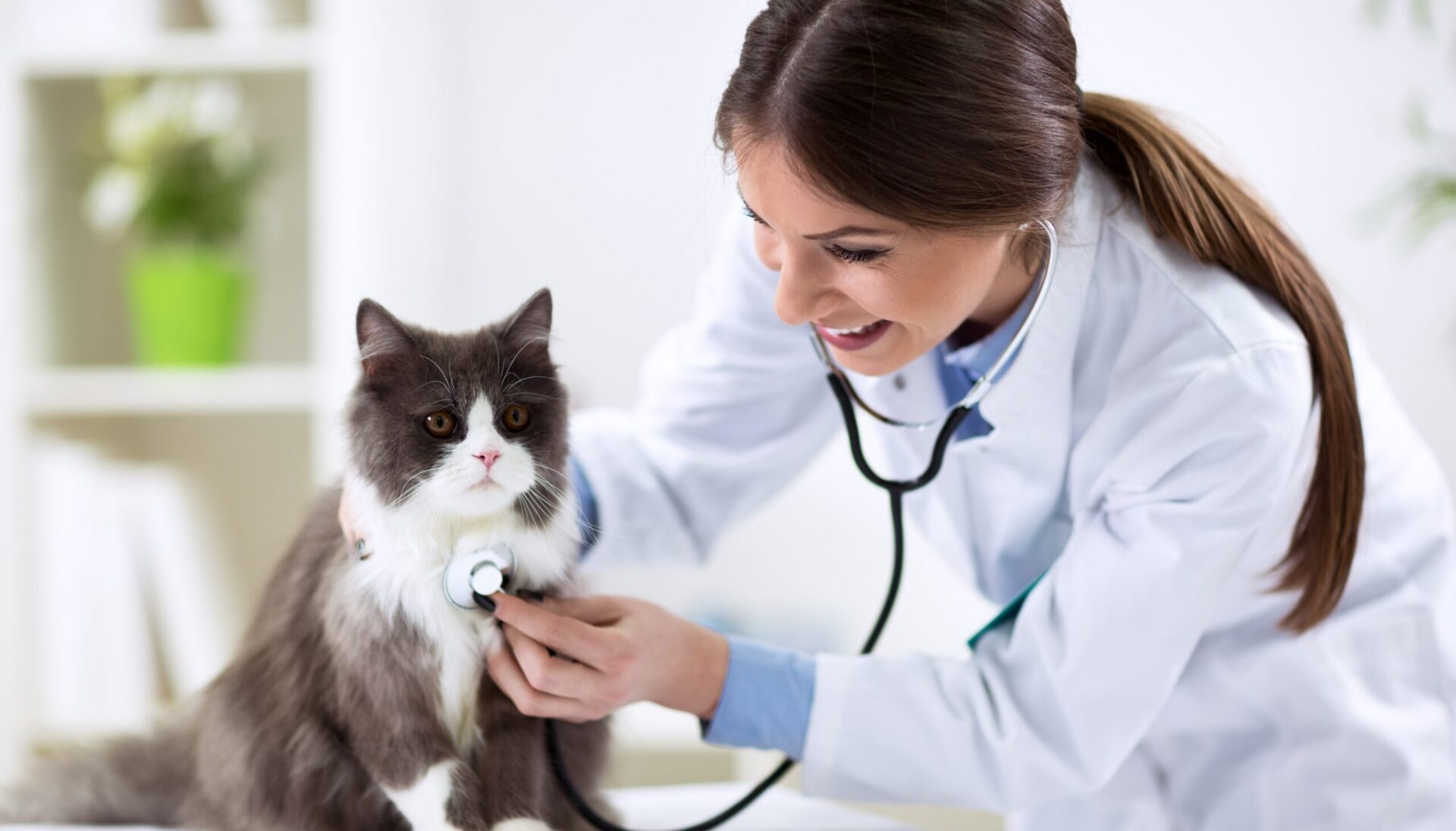 Veterinary School Interview Questions AcceptedTogether Admissions