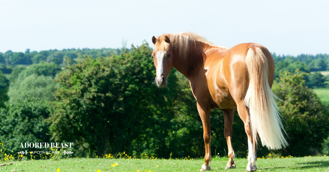 Sweet Itch in Horses Beyond Conventional Care