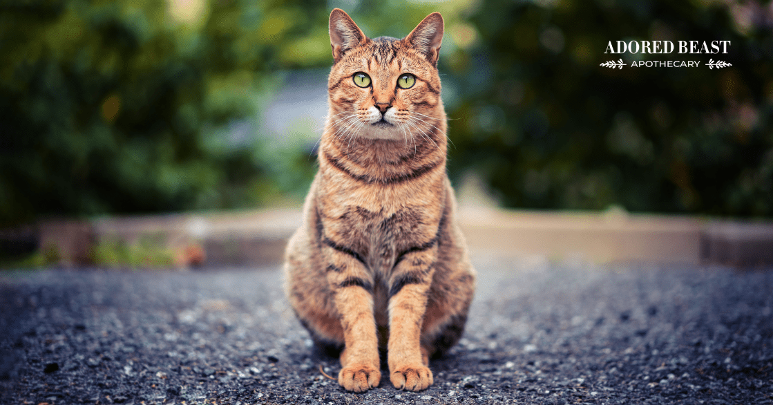 Detox for Cats Why and When it's a Good Idea