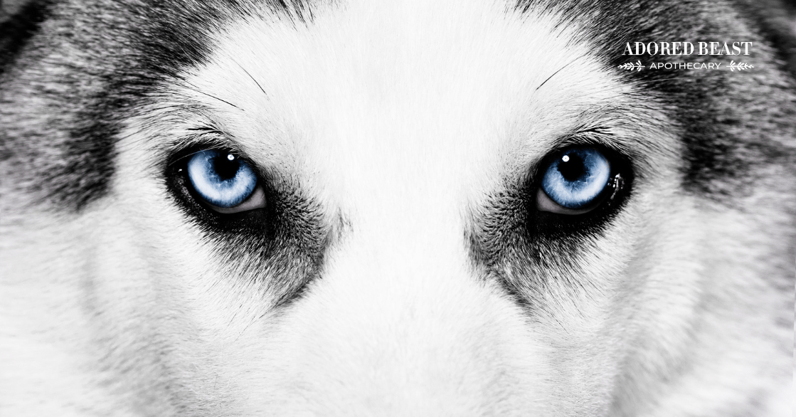 Dog Eye Health Recognizing Issues and Protecting Those Peepers