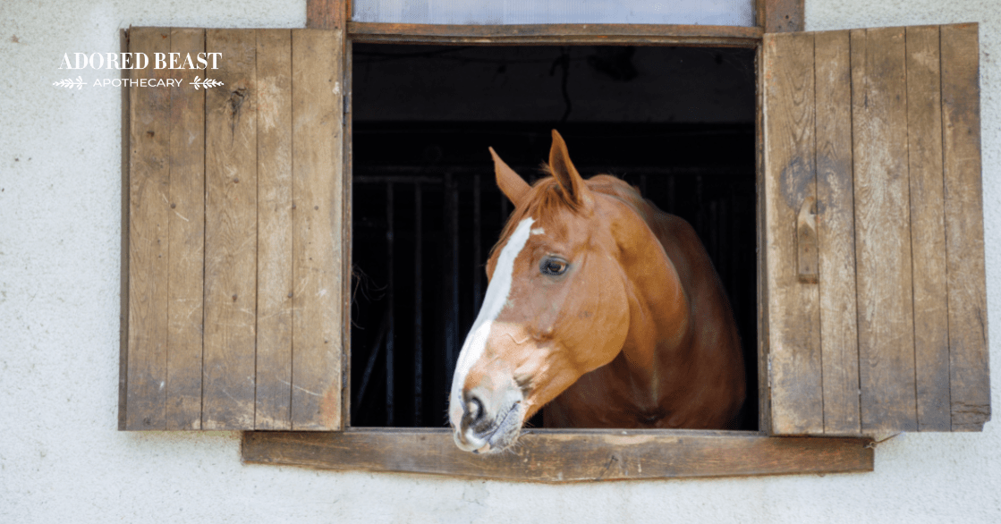 Calcium Deficiency in Horses Is Your Horse Getting Enough