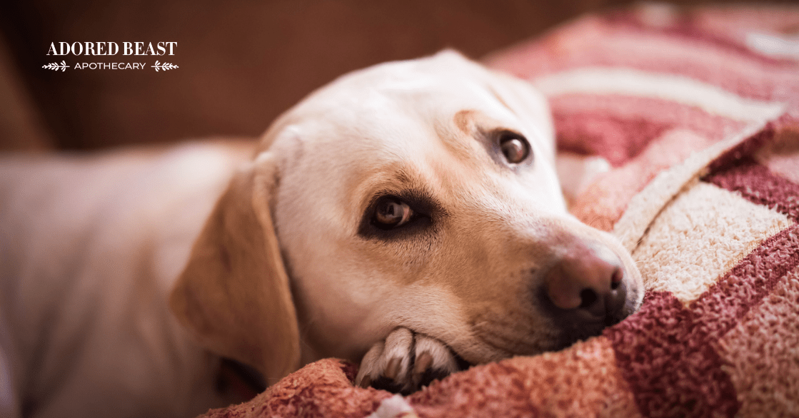 IBD in Dogs Symptoms, Causes, & How to Manage it