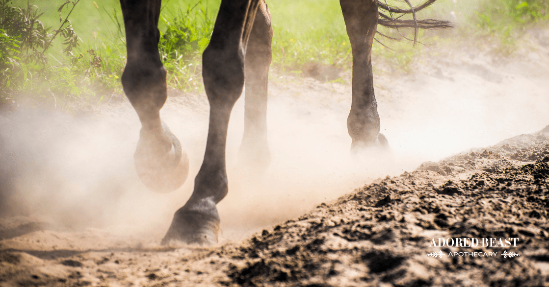 Horse Hoof Care Tips to Make Your Farrier (& Your Horse) Happy!