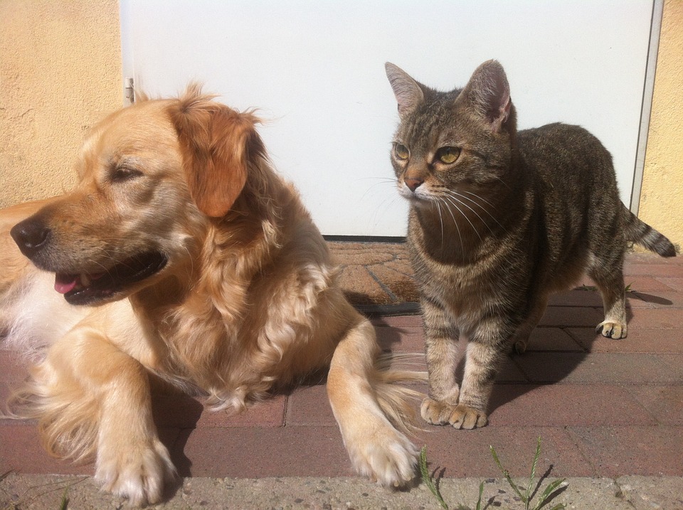 Things We Can Learn from Dogs and Cats Community in Mission