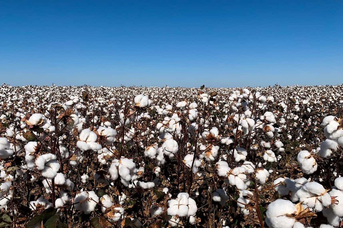 Plantio de Algodão: 5 dicas para alta produtividade