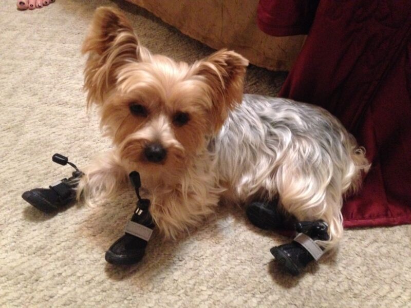 Penny Alldogboots Blog