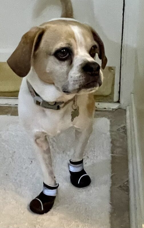 Angel Has Degenerative Myelopathy Alldogboots Blog