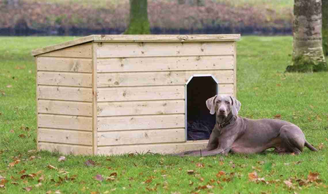 How to get a dog to sleep in its own bed