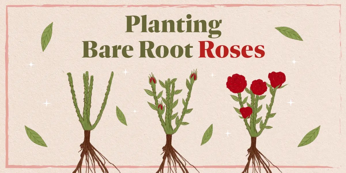 How to Grow Bare Root Roses Anawalt Lumber Blog