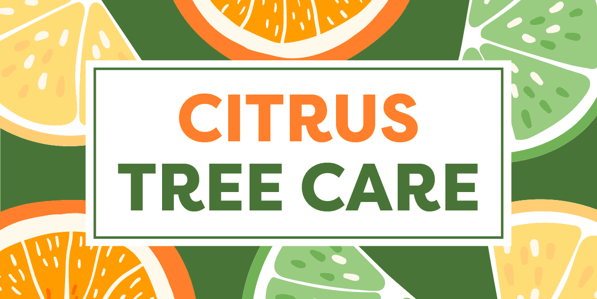 Citrus Tree Care in Southern California Anawalt Lumber Blog