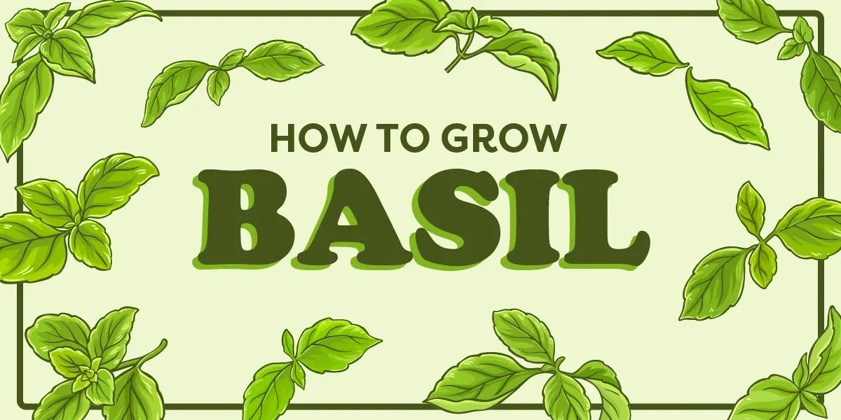 How to Grow Basil YearRound Indoors Anawalt Lumber Blog