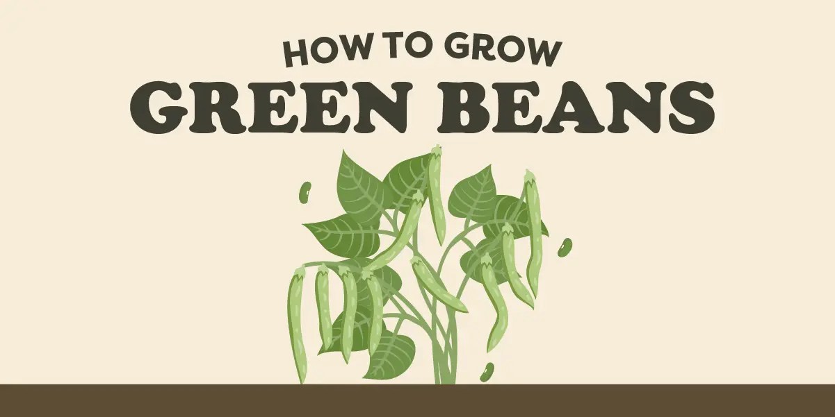 From Pole to Plate Growing Green Beans in Your Backyard Anawalt