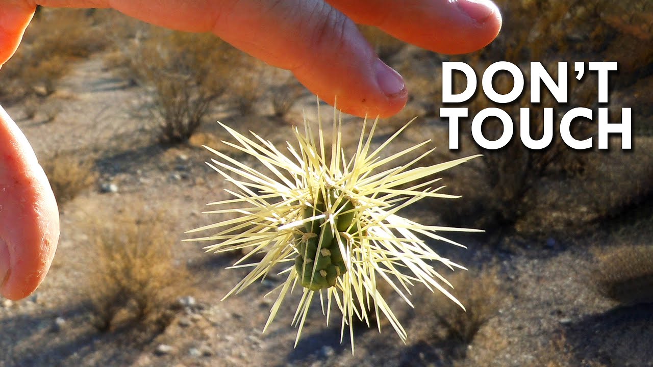 Jumping Cholla When Cacti Attack Animalogic