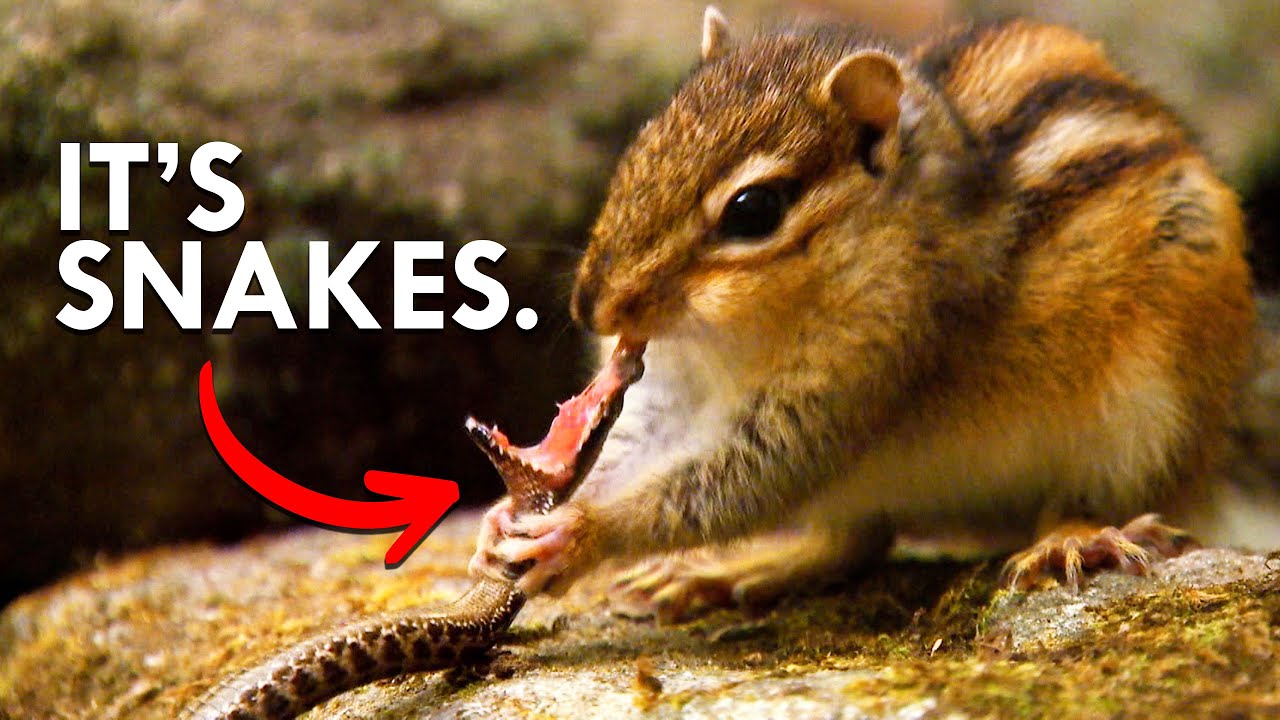 You Won’t Believe What Chipmunks Eat For Lunch Animalogic