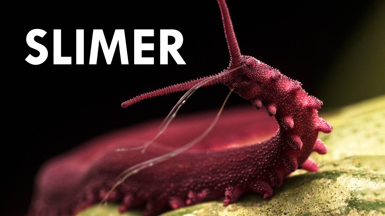 Velvet Worms Squishy Slime Squirters Animalogic