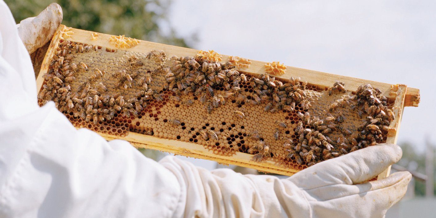 Best Beekeeping Practices for Summertime part II Apiary Book Blog