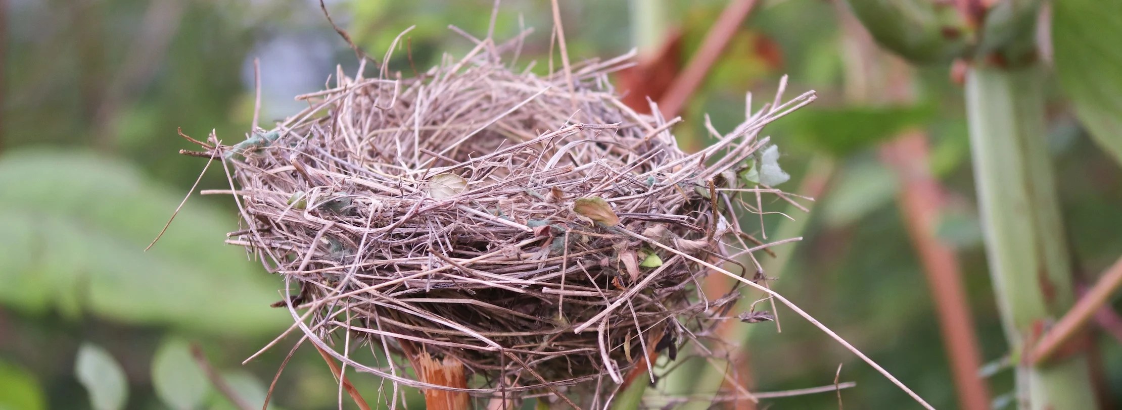 NeST a simple,efficient tool to study congestion control APNIC Blog