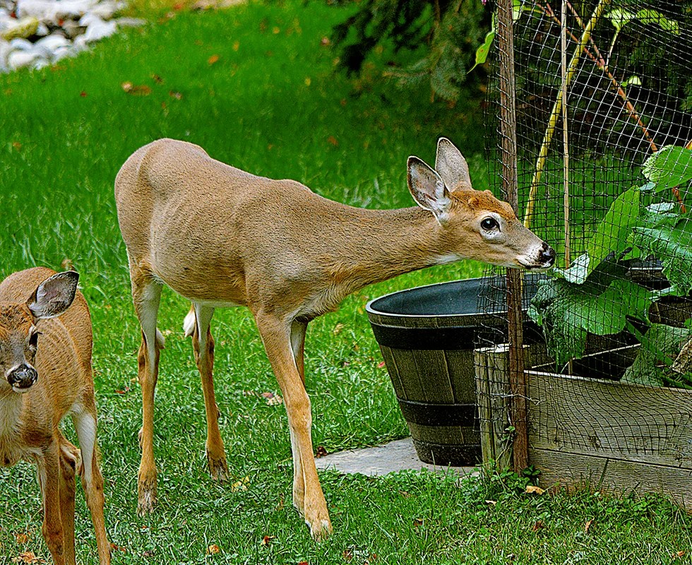 How To Handle Deer In The Backyard Arlo