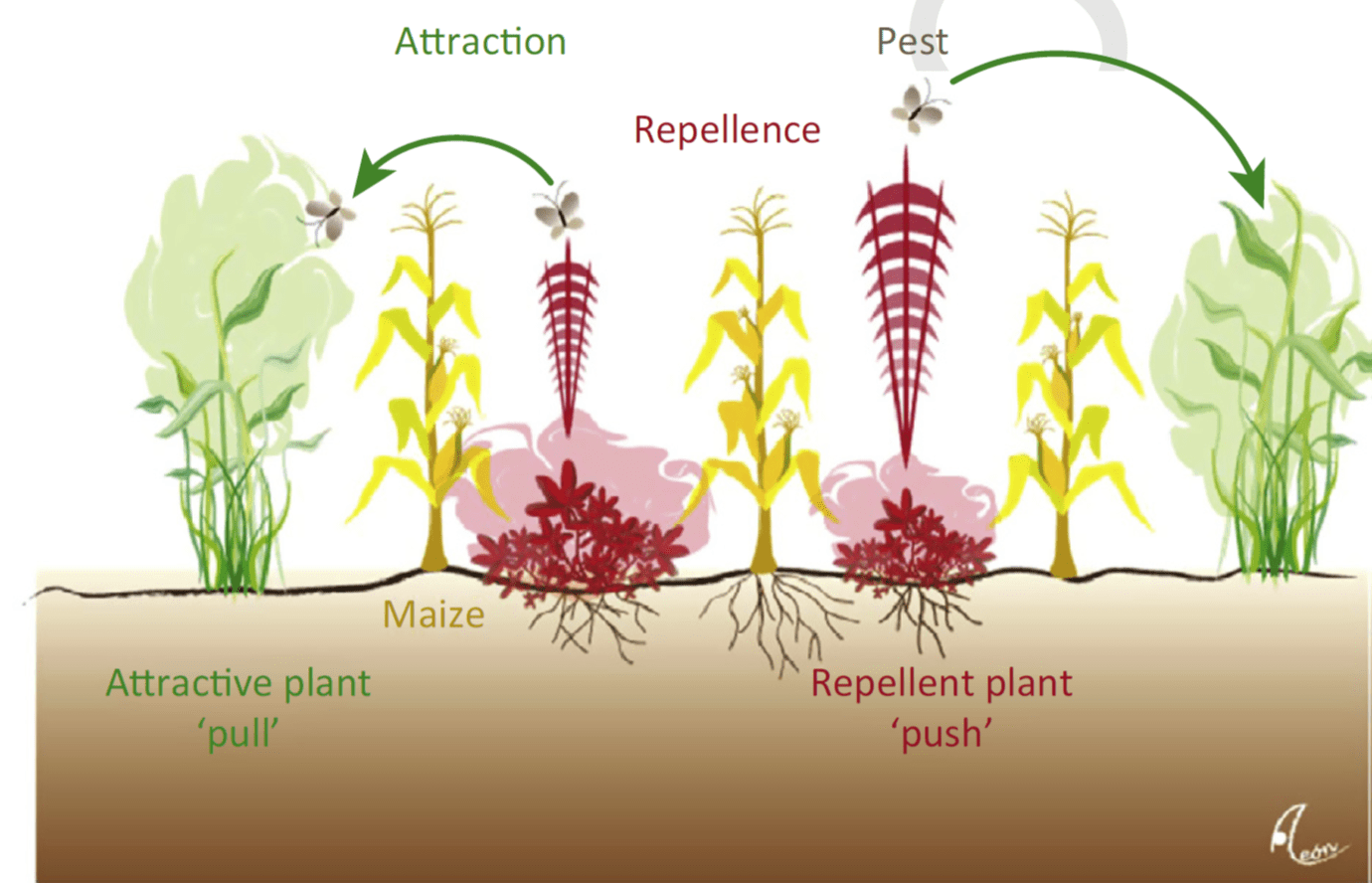 Optimizing Crops for Biocontrol of Pests and Disease Plant Science Today