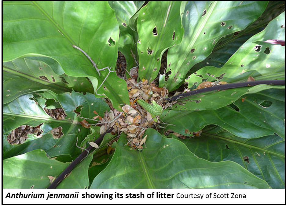Meet the litter trappers Plant Science Today