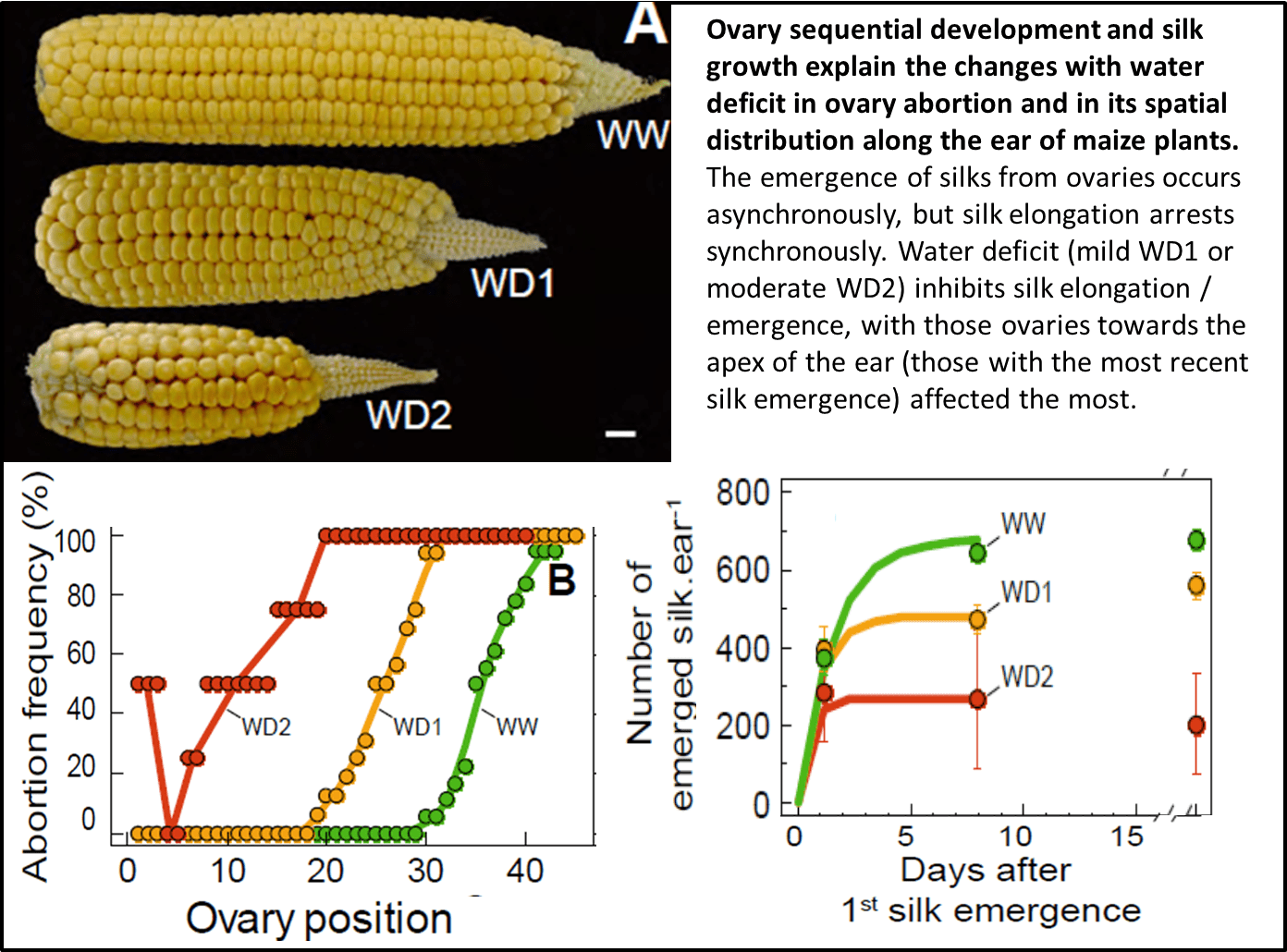 New in Plant Physiology Ovary Abortion Under Drought Stress Plant