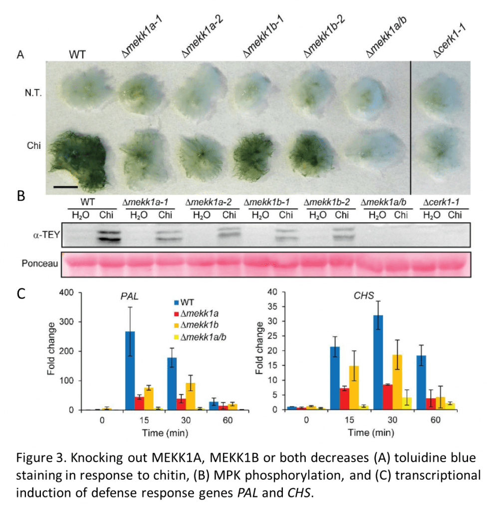 An innate immunity pathway in moss Plant Science Today