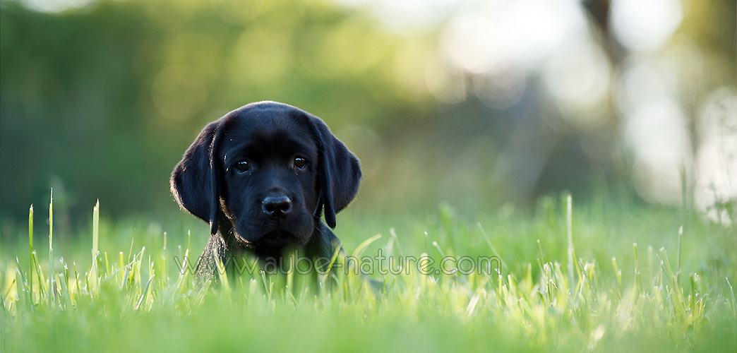 Chiot labrador noir studio ou nature