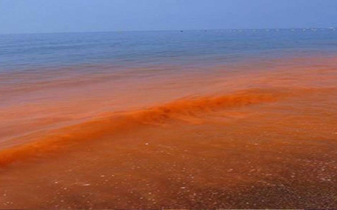 Alerta ¡Cuidado con las Mareas Rojas en las Playas del Sur Chico!