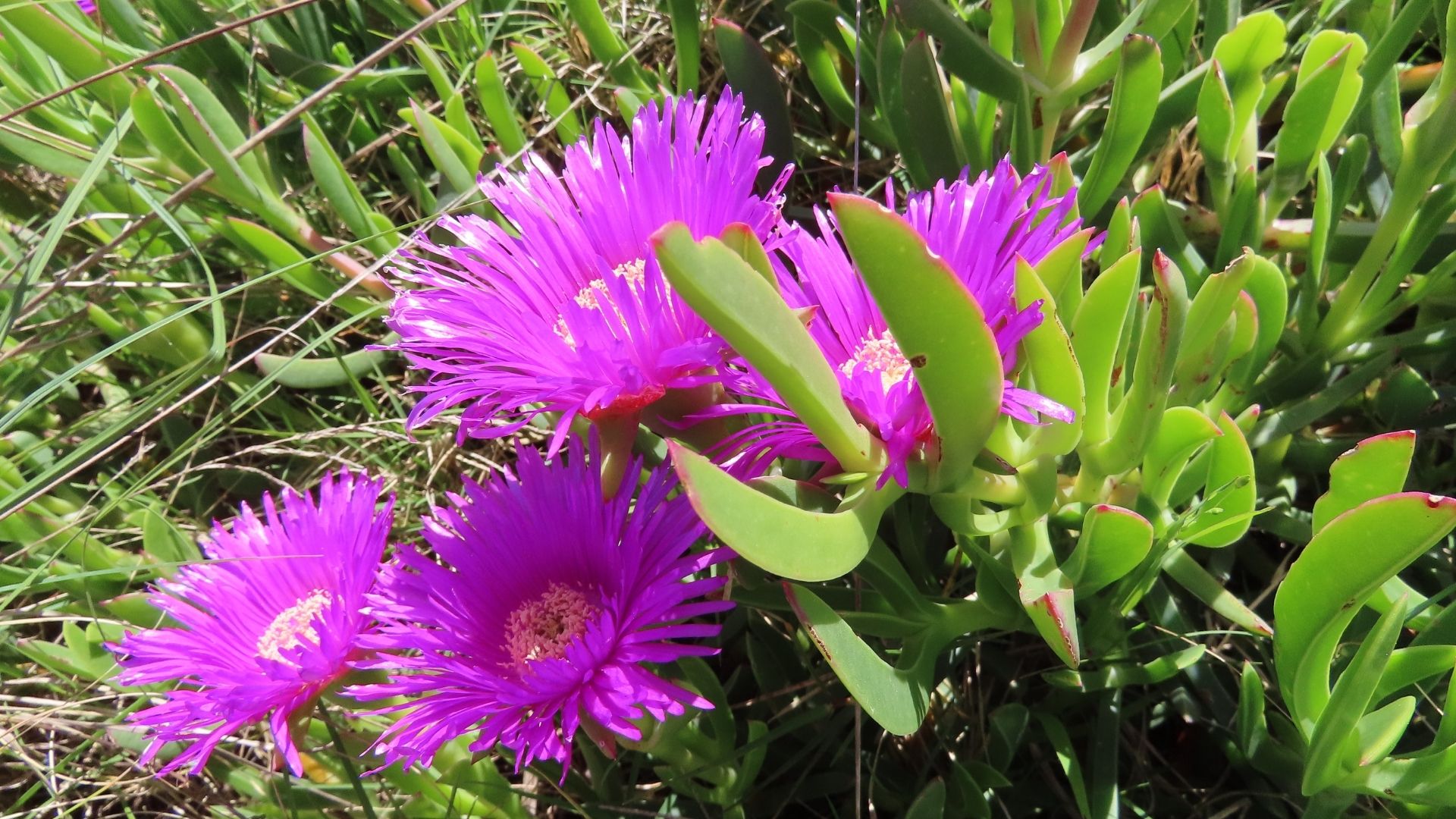 The sweet and the sour Babylonstoren