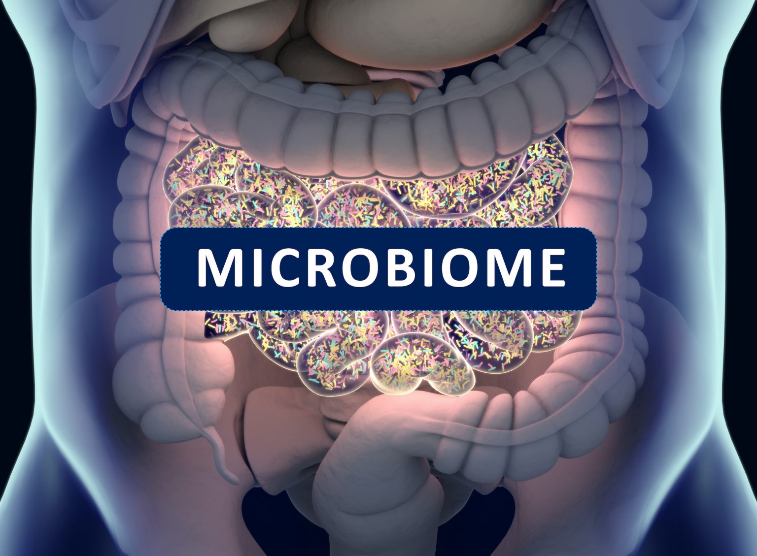 Antibiotics and Gut Health Restoring Your Gut Flora Bare Bones