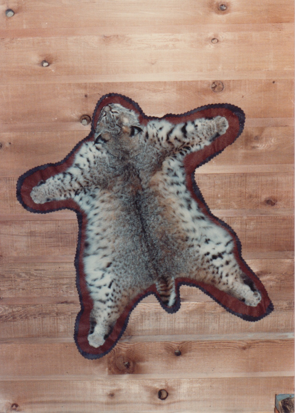Bobcat Rug Barr Taxidermy