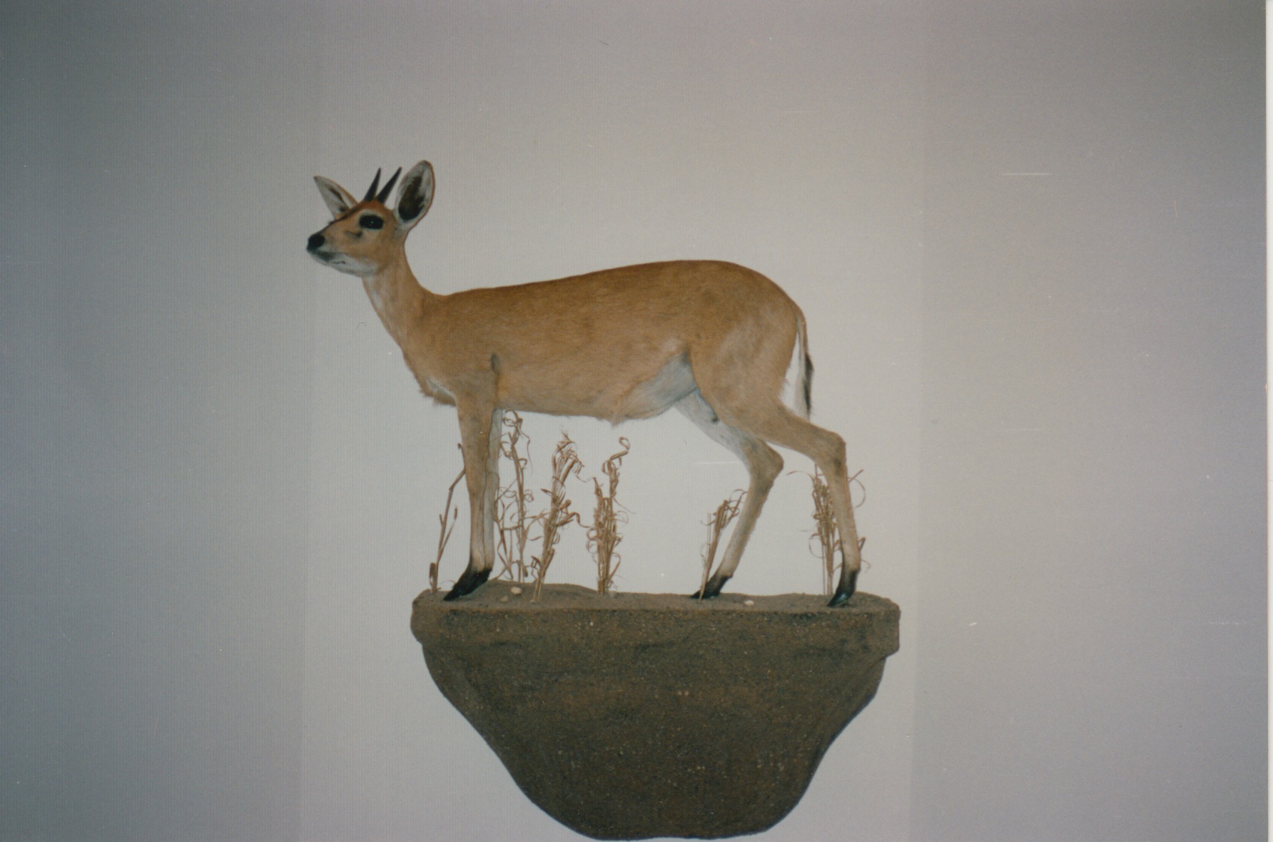 Small African Antelope Barr Taxidermy