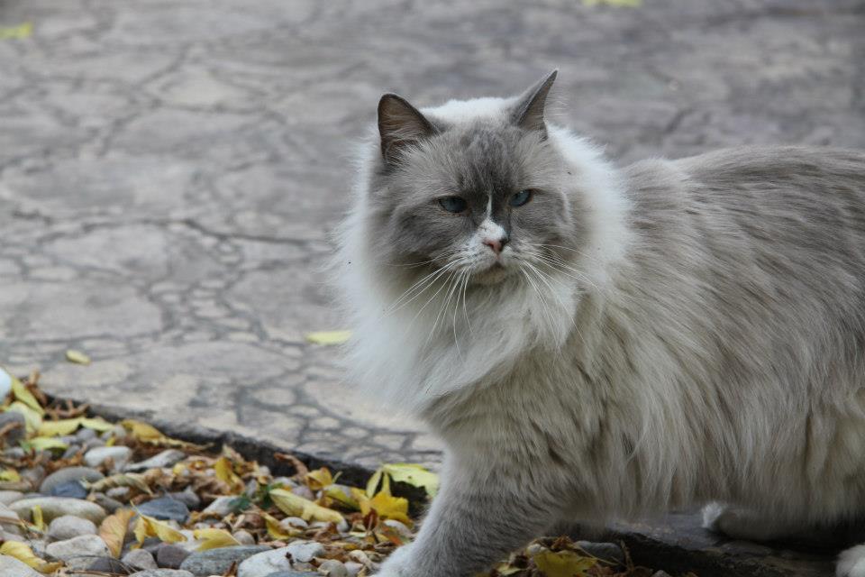 Your PetFriendly Home Spruce Grove Stony Plain Parkland County Real