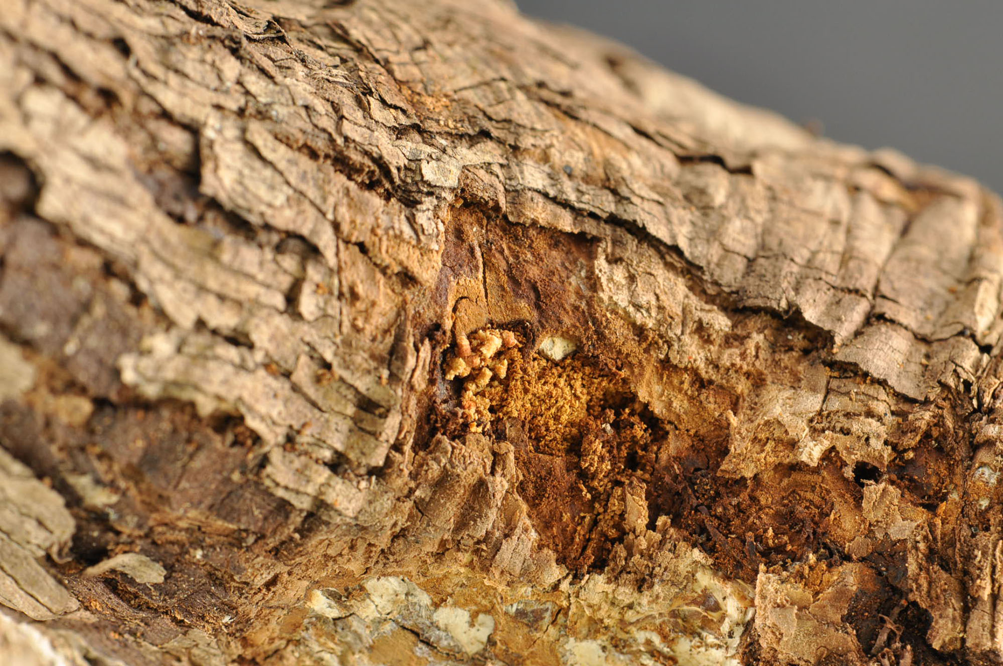 Hiding in Plain Sight Common Signs of Insect Invaders « Pests And