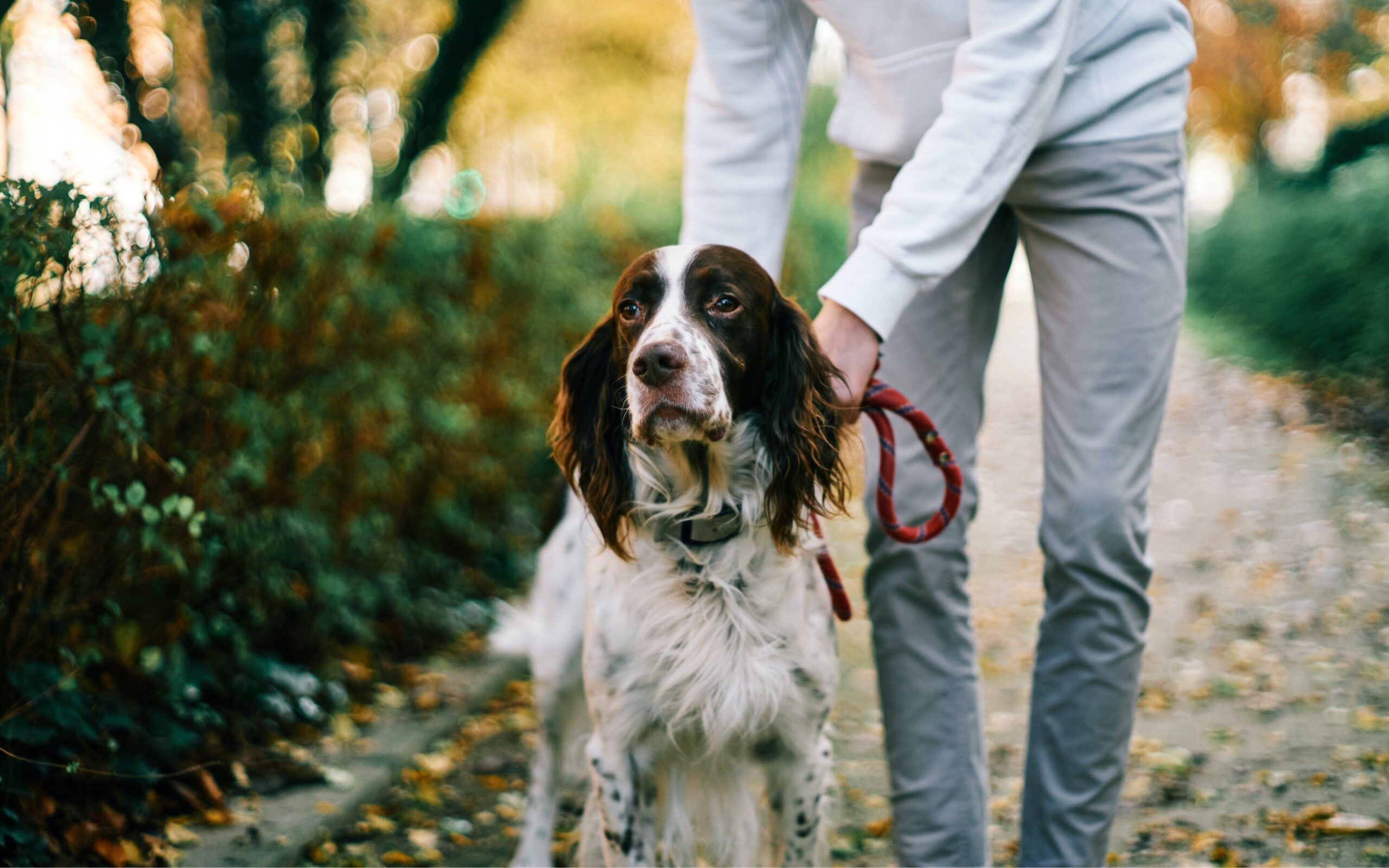 How to train a dog to heel BBC Maestro