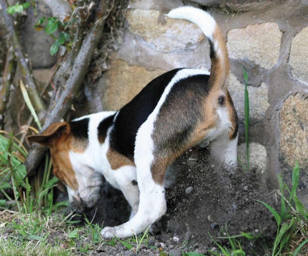Why do dogs dig? What to do if your dog digs holes in your garden