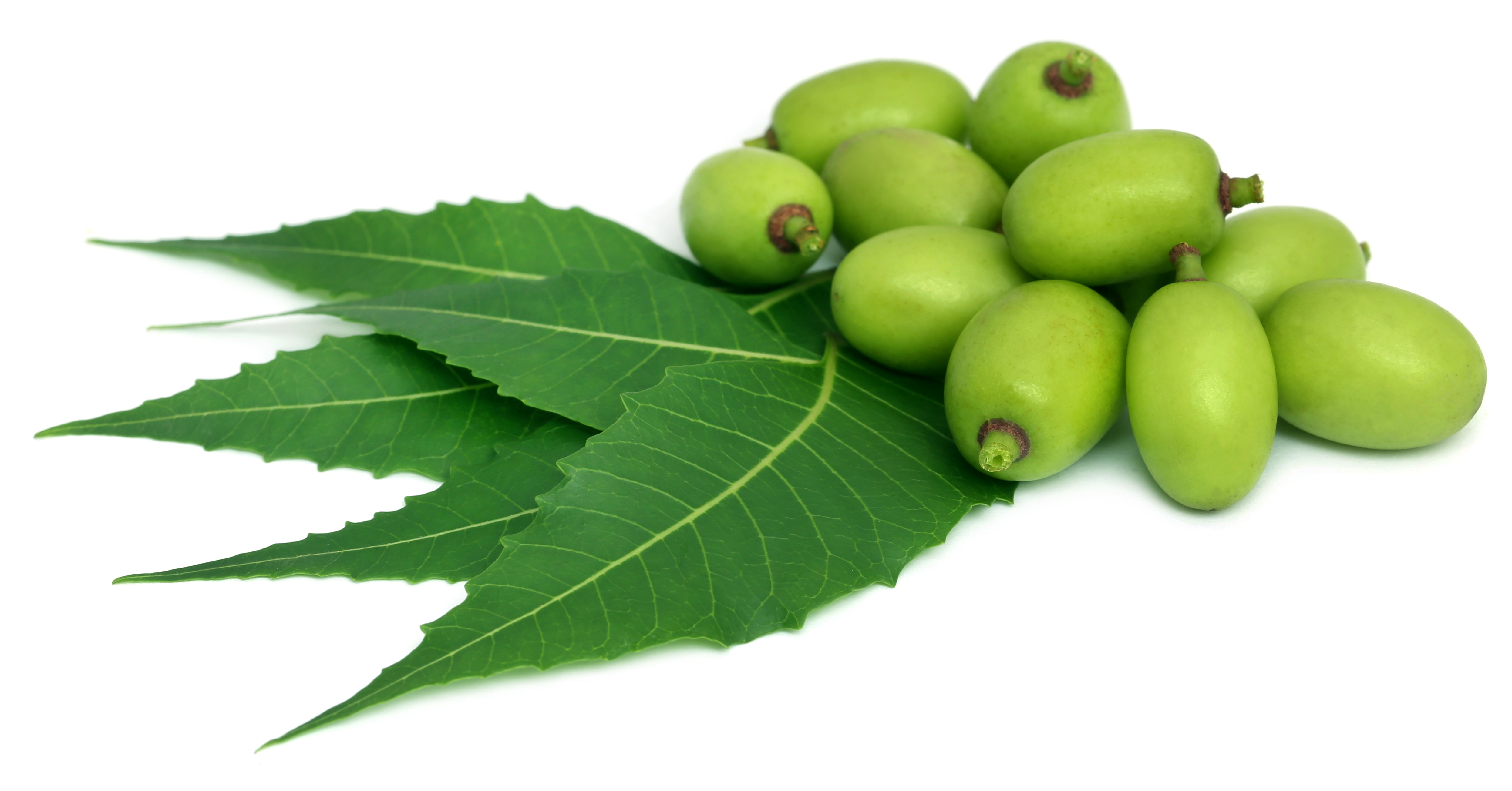 10 incredible benefits of neem you need to know Bigbasket Lifestyle Blog
