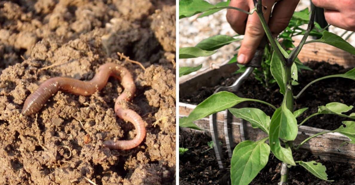 Are Earthworms Good For Your Garden Why Are Earthworms Good For The