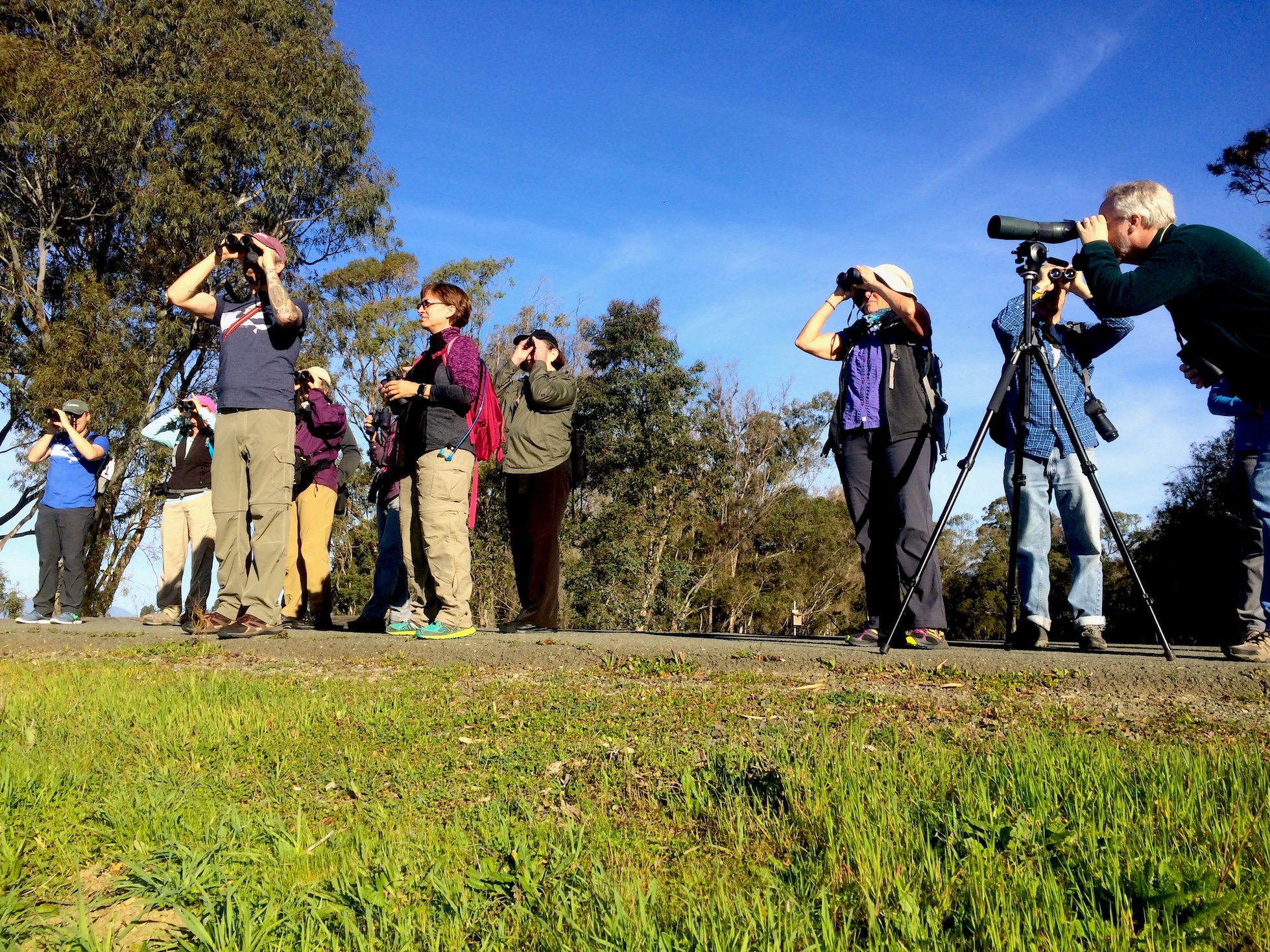 International Bird Rescue Every Bird Matters» Blog Archive » Birding