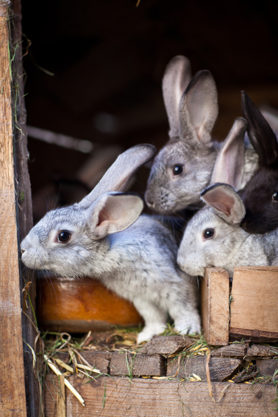Housing Rabbits in a Rabbit Hutch Blain's Farm & Fleet Blog