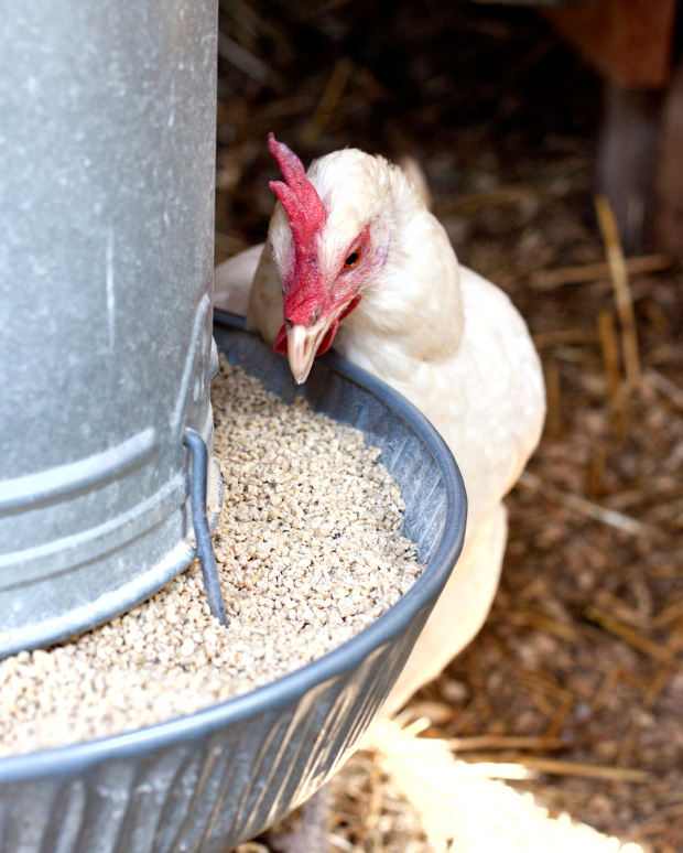 A Basic Guide to Chicken Feed Blain's Farm & Fleet Blog