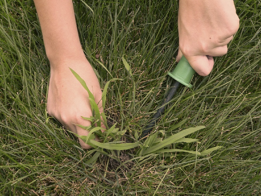 When to Apply Crabgrass Preventer Blain's Farm & Fleet Blog