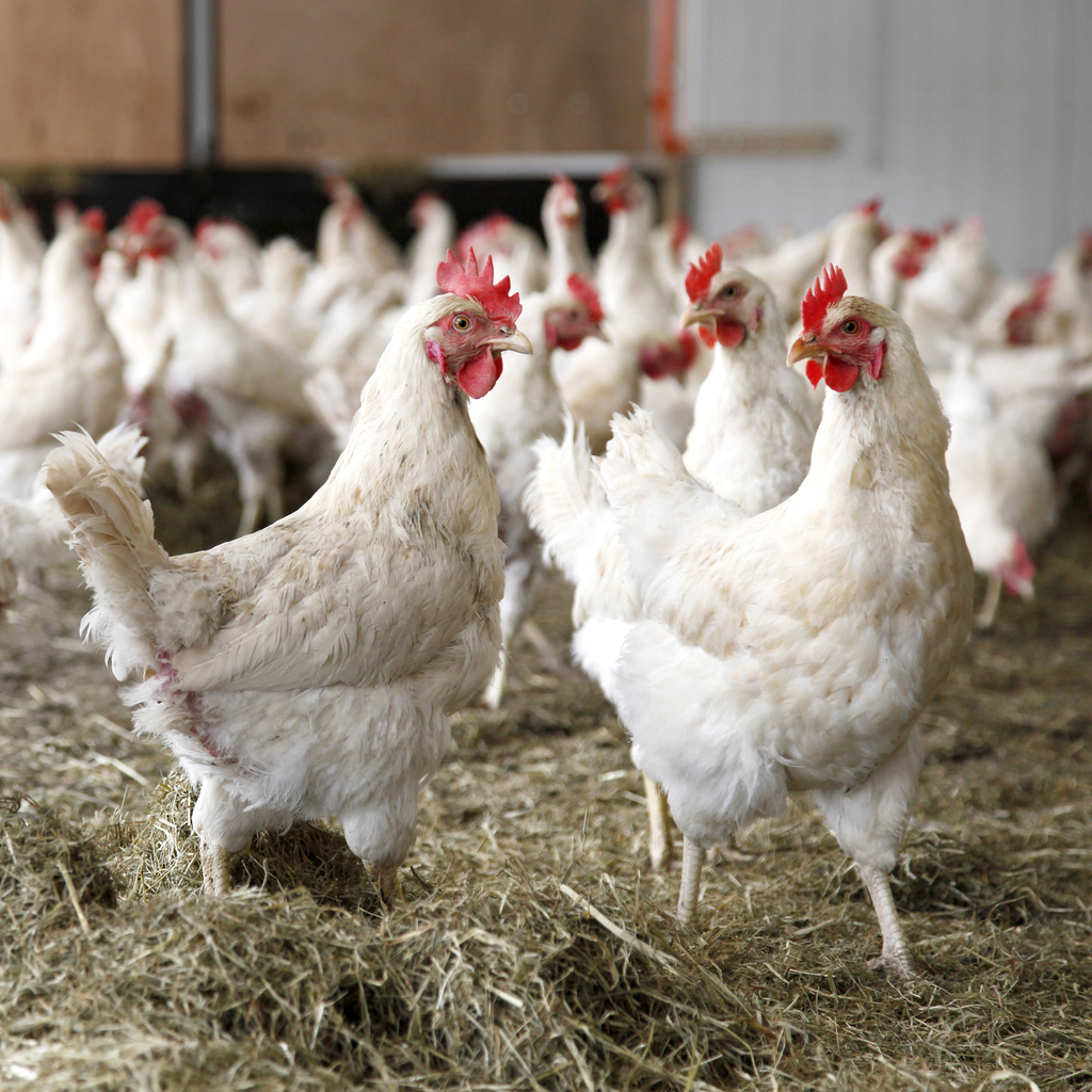 Choose the Right Chickens for Meat Production Blain's Farm & Fleet Blog