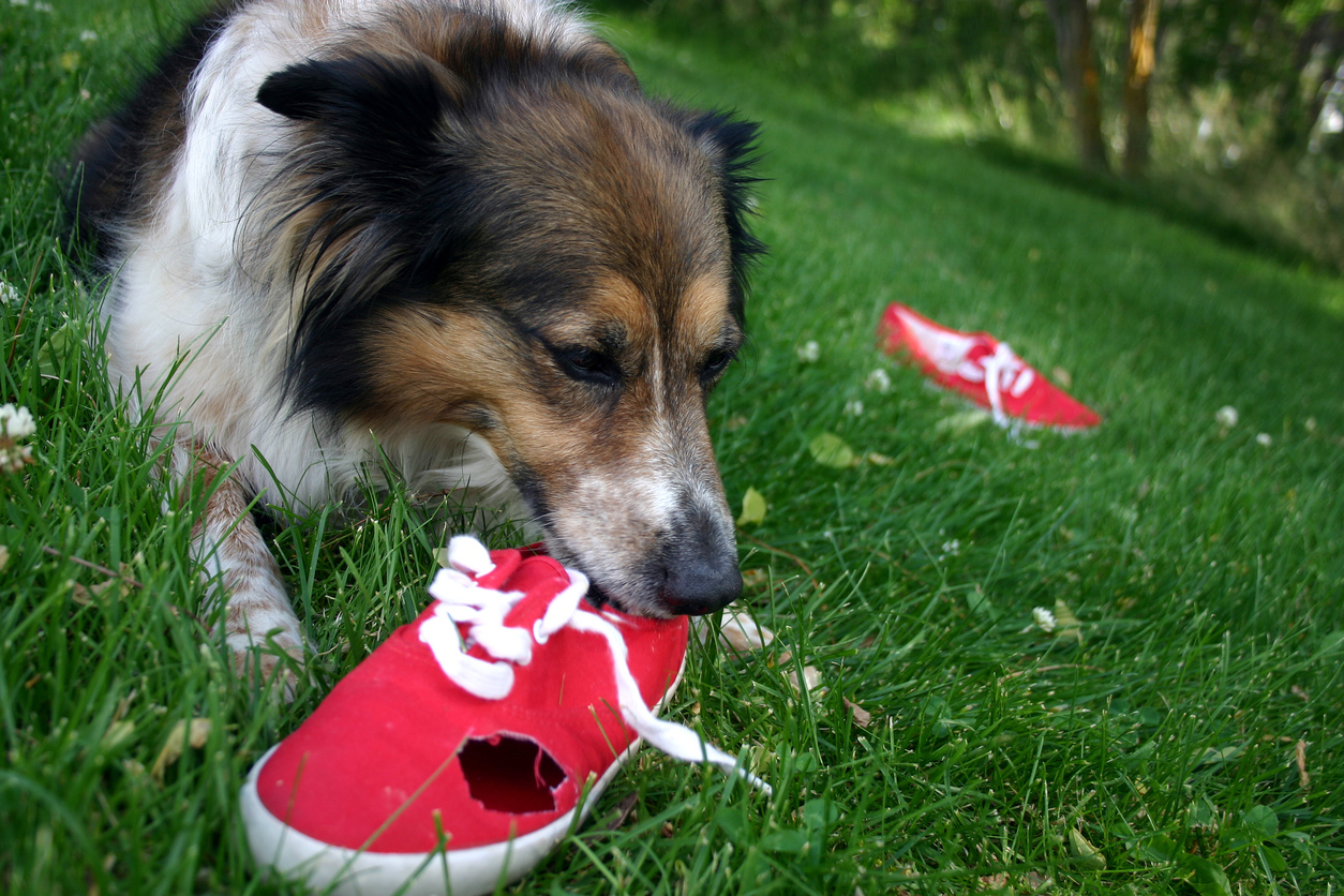 How to Stop Your Dog from Chewing Blain's Farm & Fleet Blog