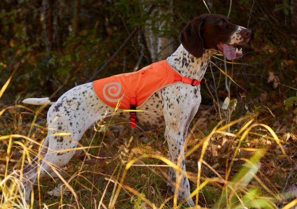 The Best ECollar for Your Hunting Dog Blain's Farm & Fleet Blog